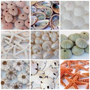 seashell collage